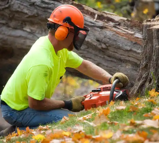 tree services Elsberry